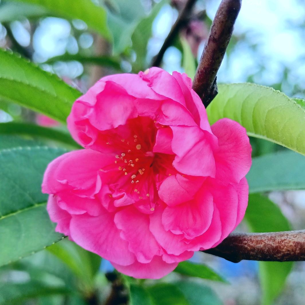 花开黄