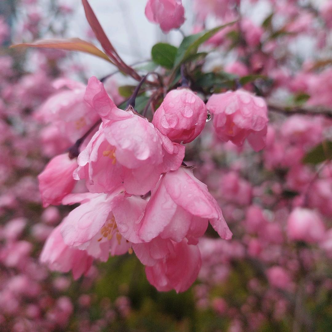 余生安好（单）