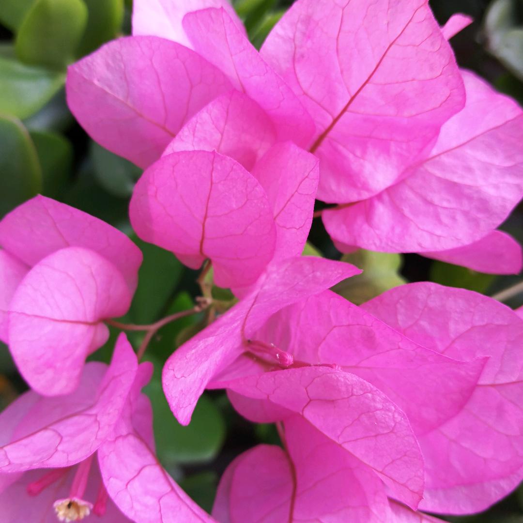 万事如意六六顺