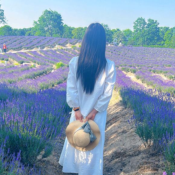 蒲公英和风的约定