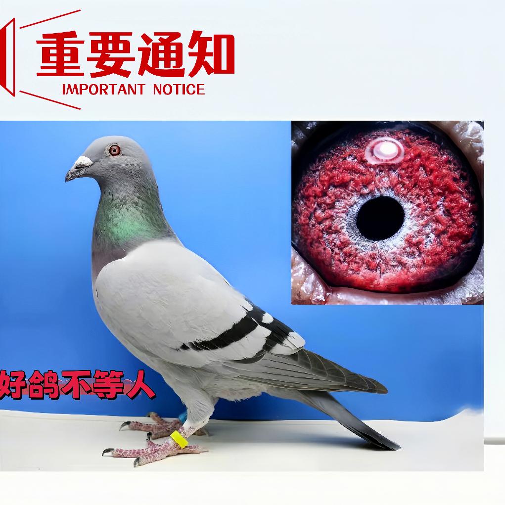 冠翔鸿羽赛鸽育种基地