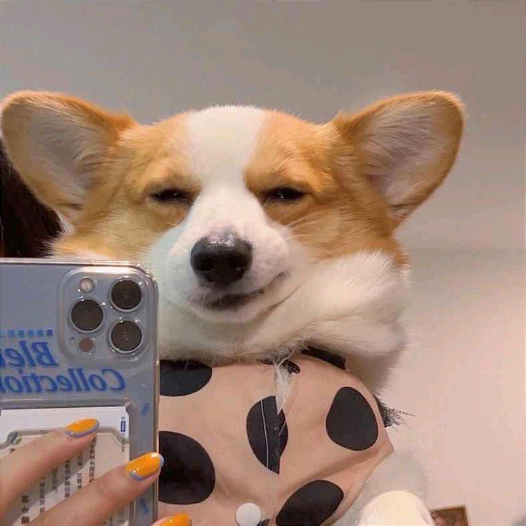 豪
