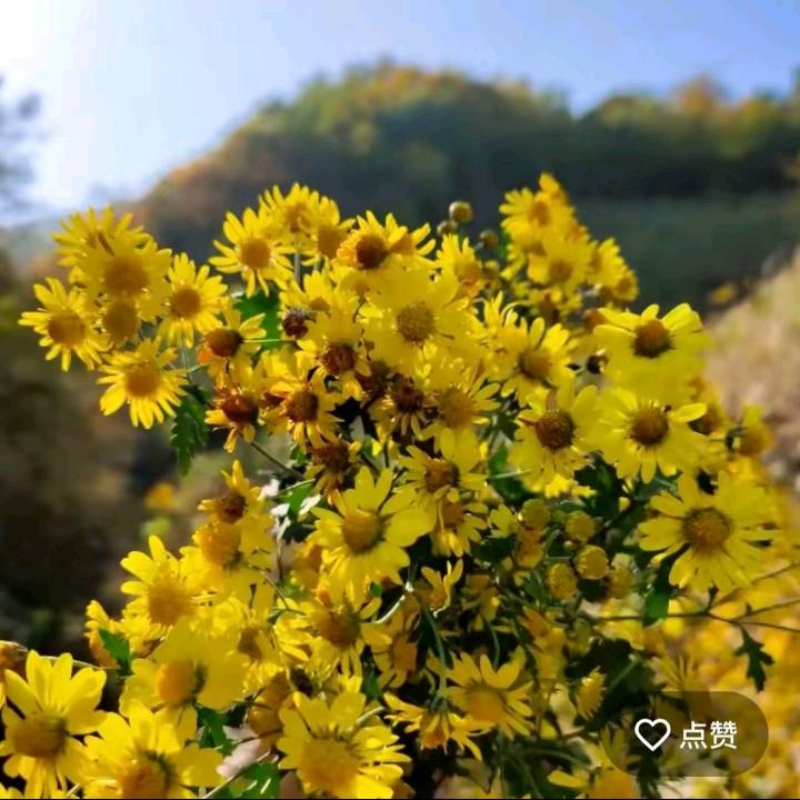 暖阳。