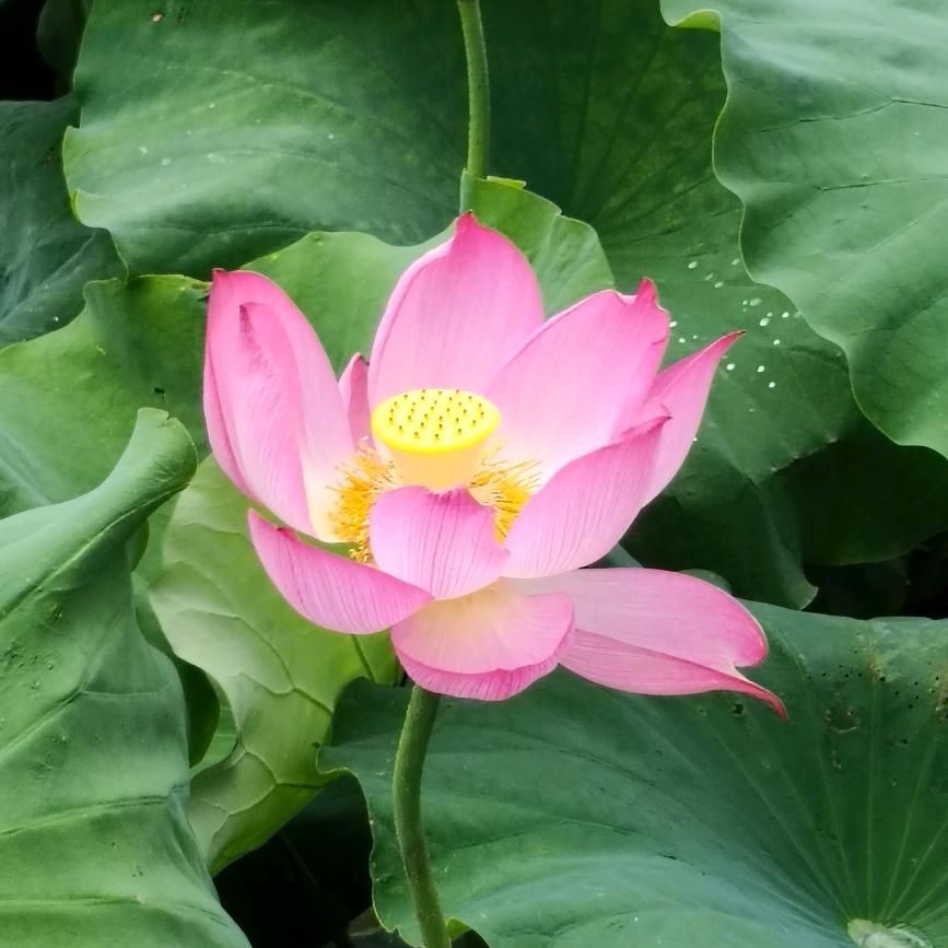 ꒰ঌ简简Y໒꒱