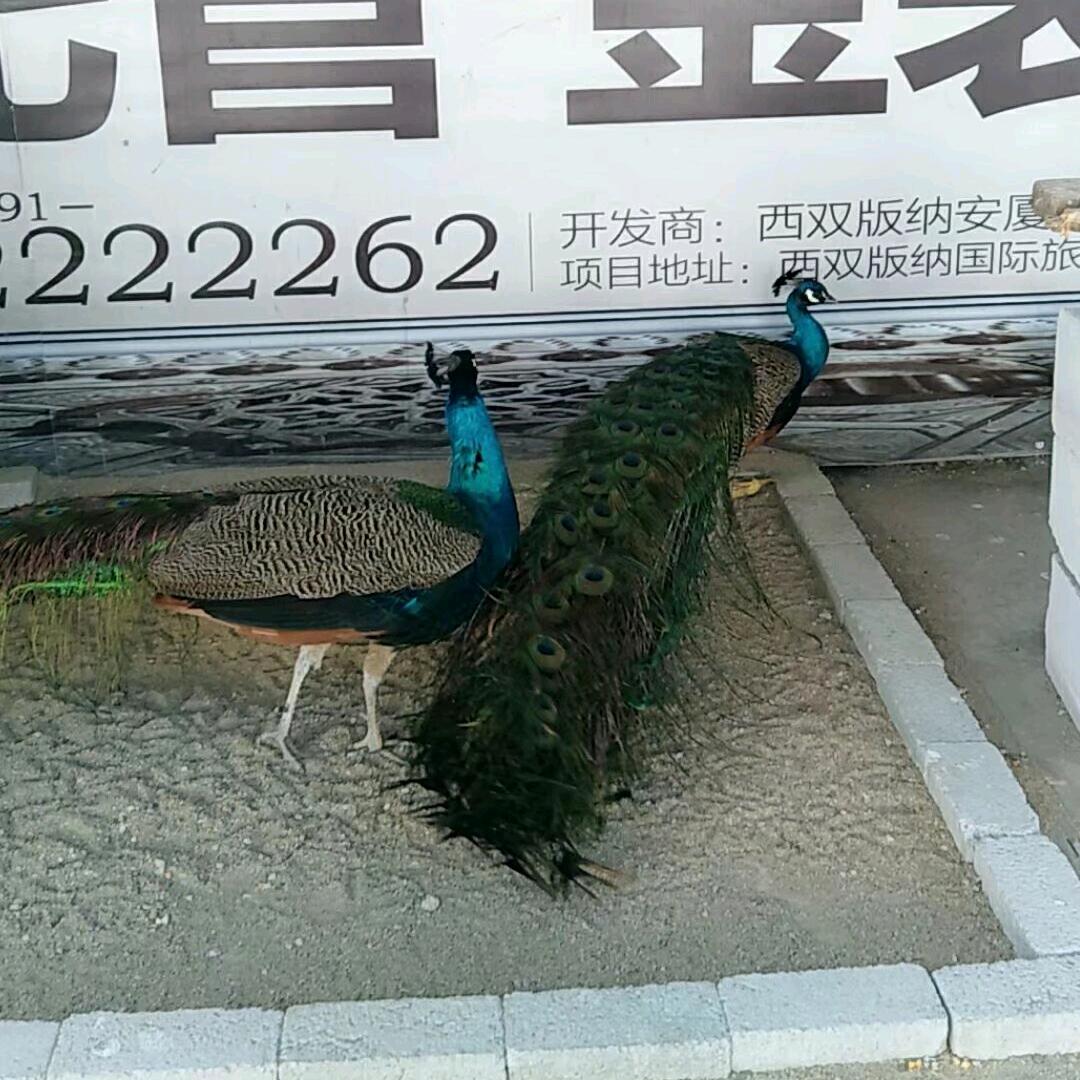 💃小不点💃