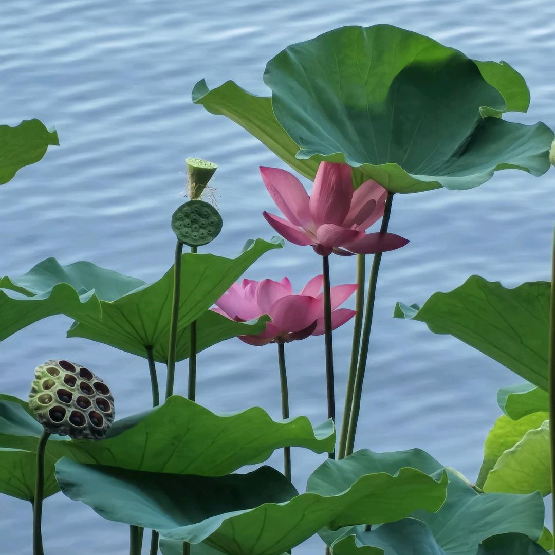 隆轩.涛哥