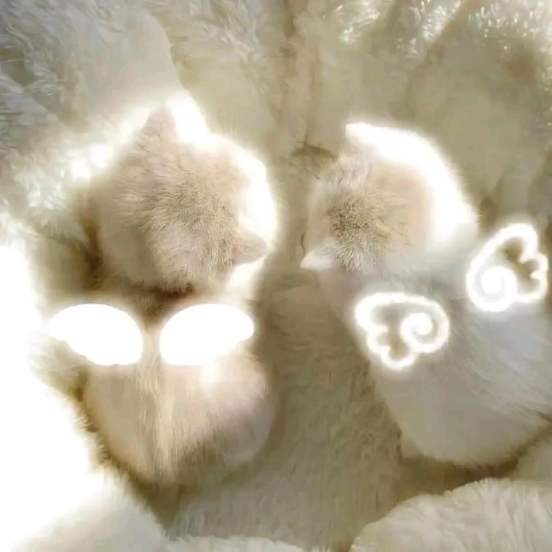 我也要谈小练习生