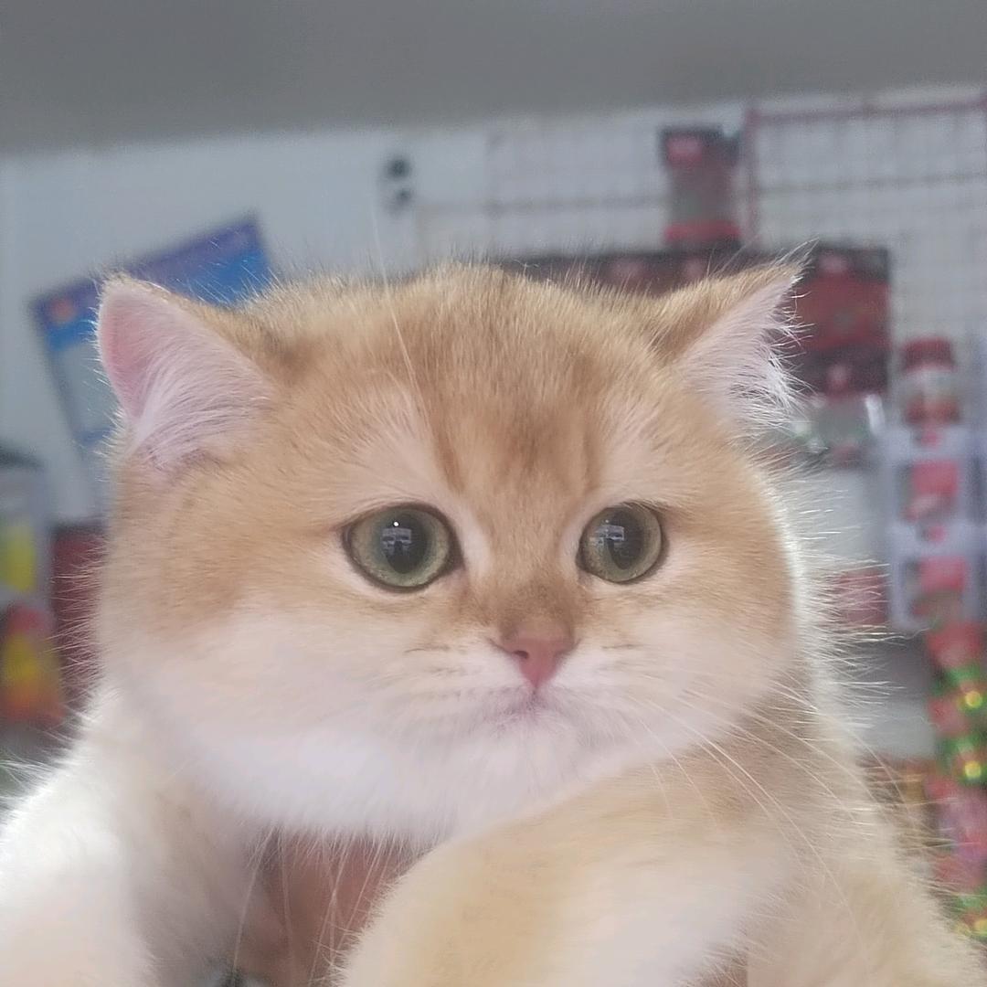 正哥与猫