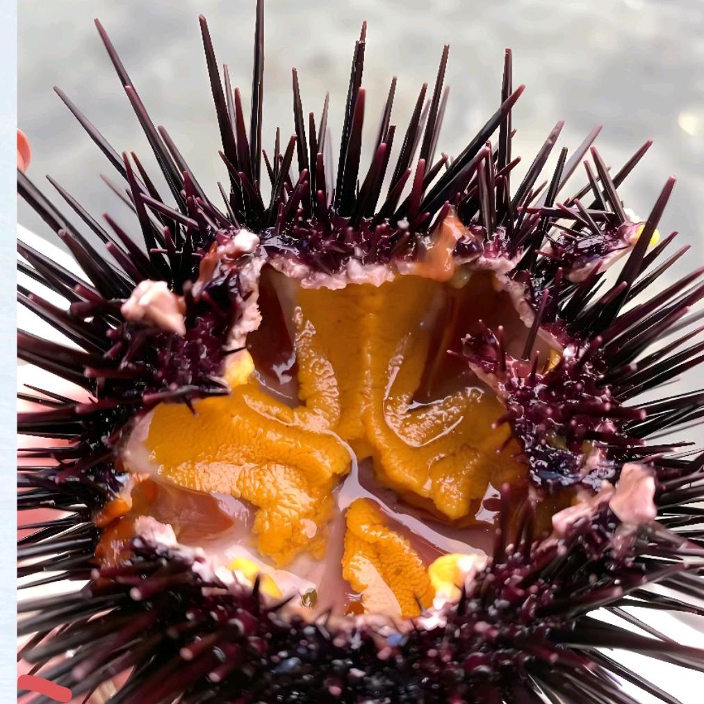 王者模拟战紫海胆