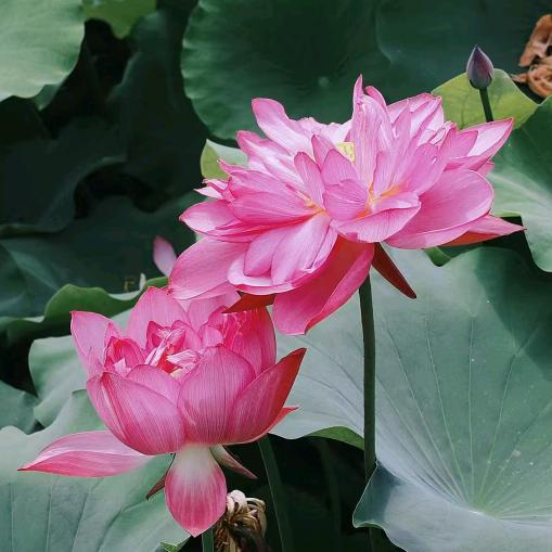 陌上花开