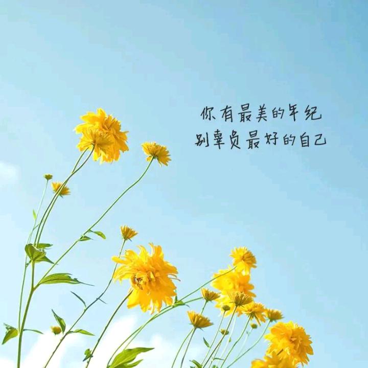 阳阳科达