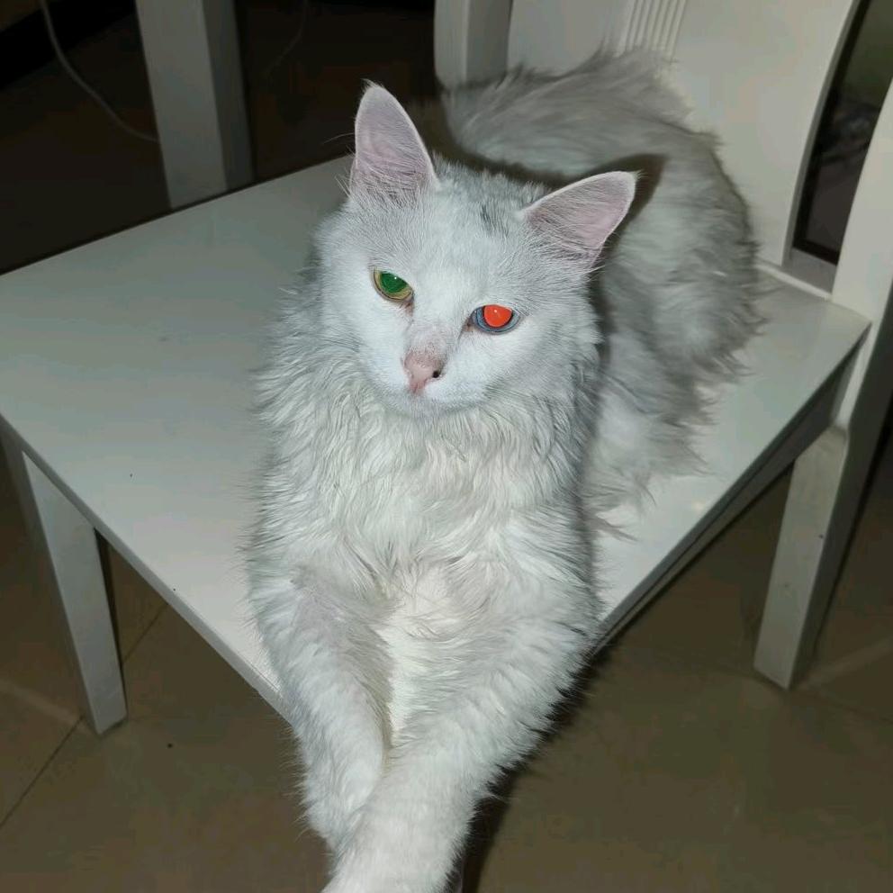 夜猫子小黄鱼烧烤