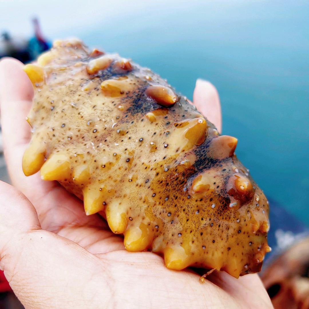 美丽岛海参