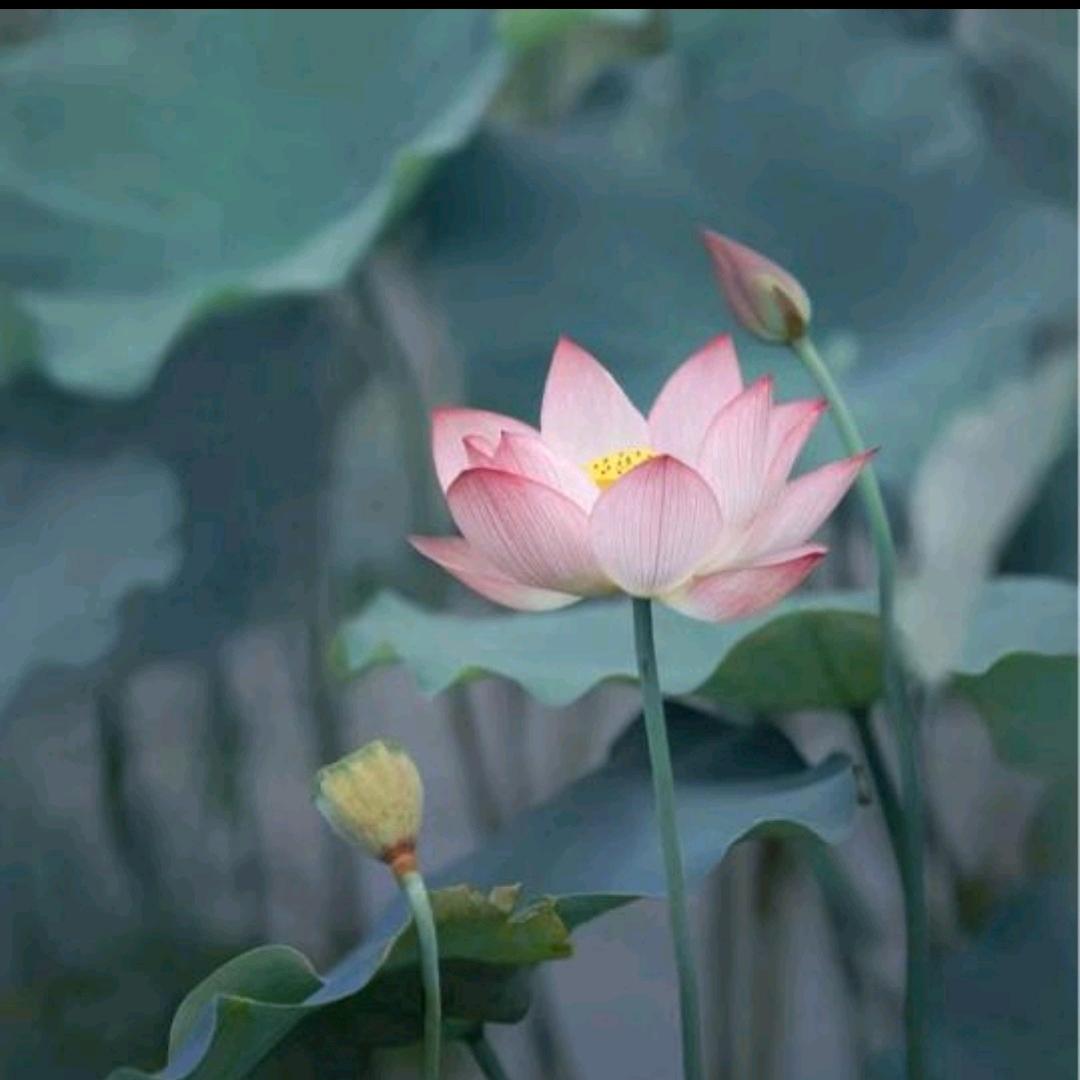 半夏堂