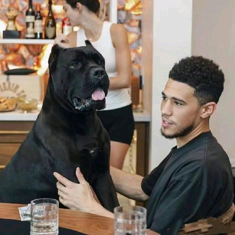 惆怅的西兰花🥦