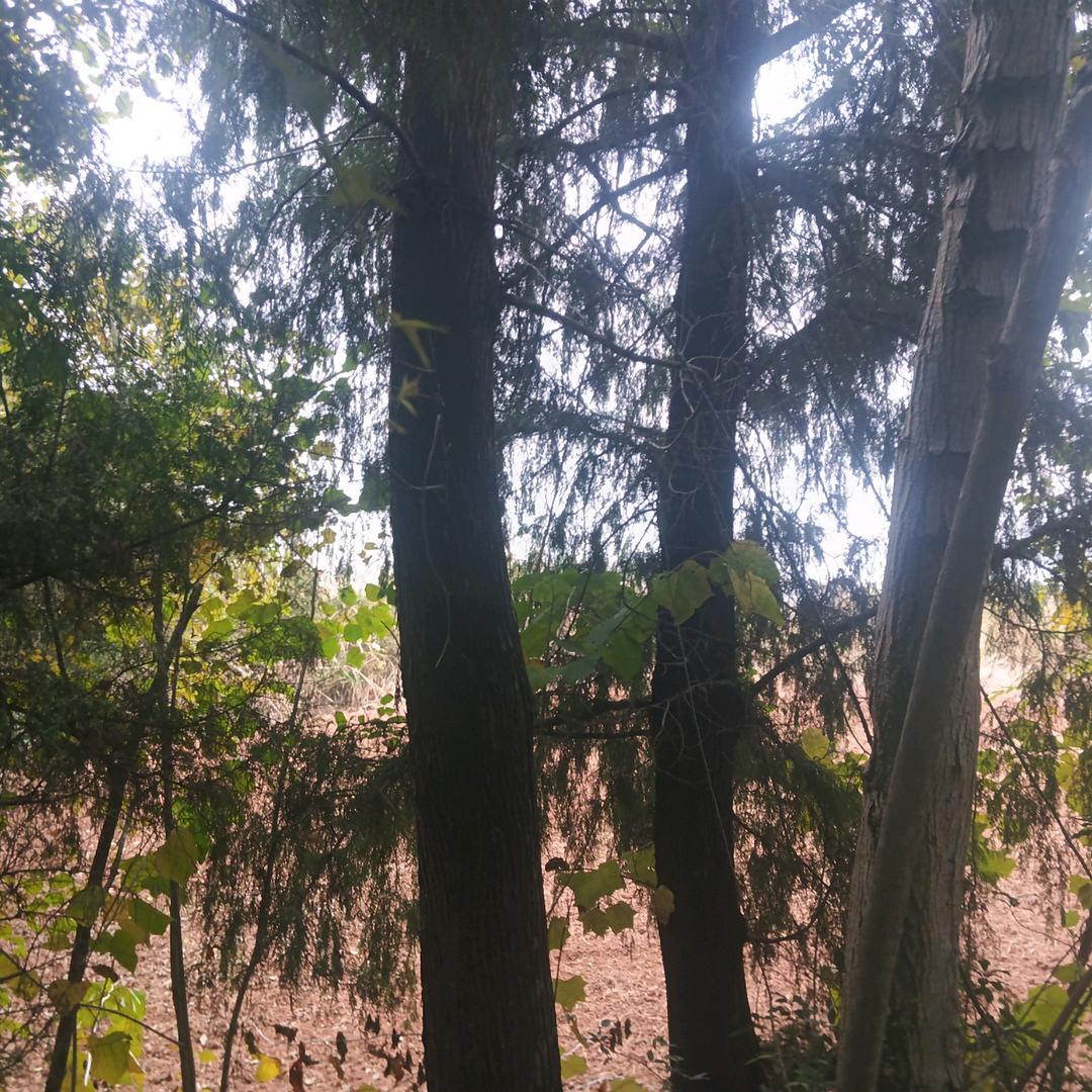 毛兴红头像