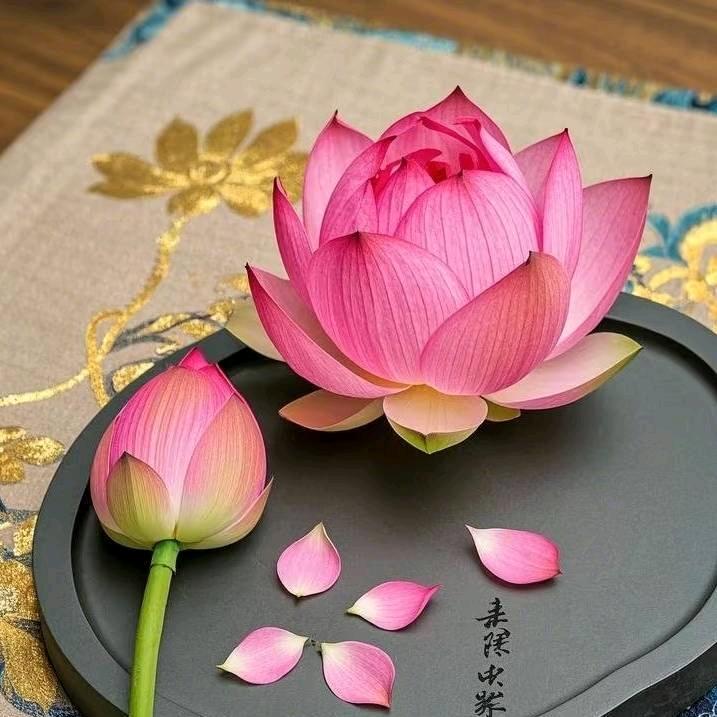 帝王花0519天长地久