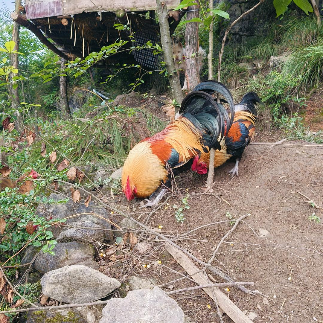 五彩观赏鸡（光明）