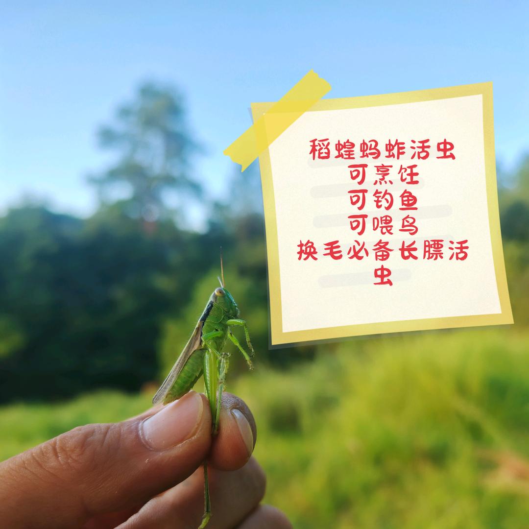 欧阳兄 野生蚂蚱