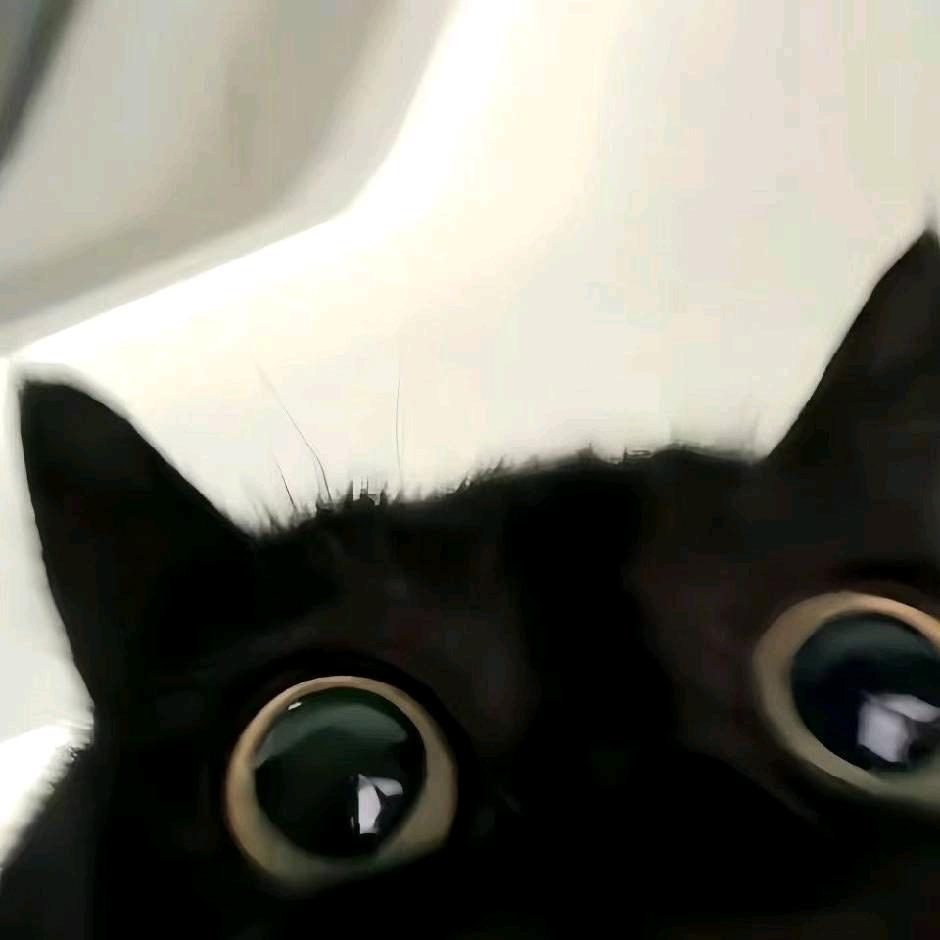 猫利猫