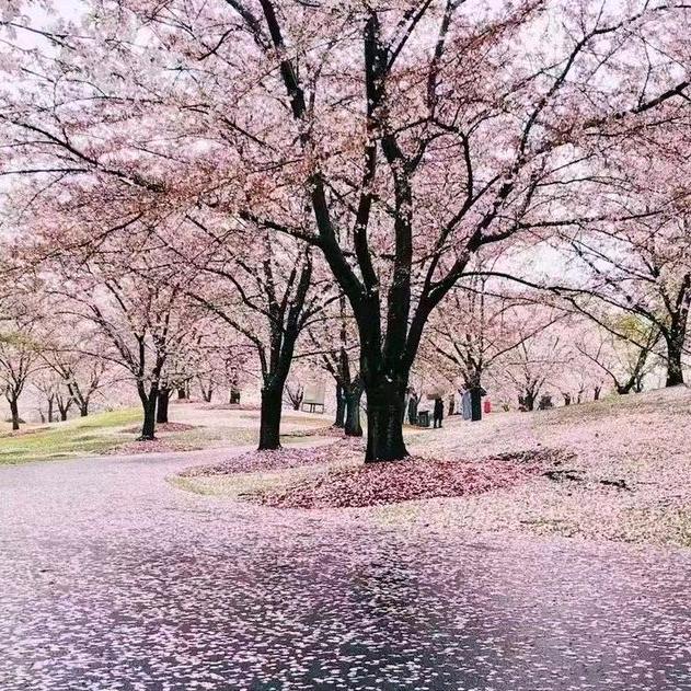 小月芽🌸