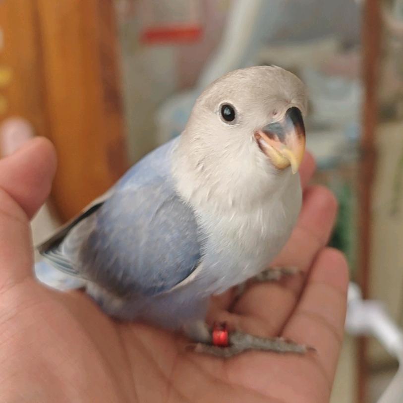 璐某人