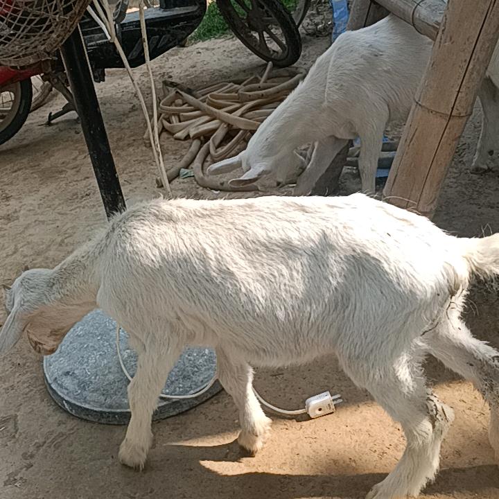 牧羊人