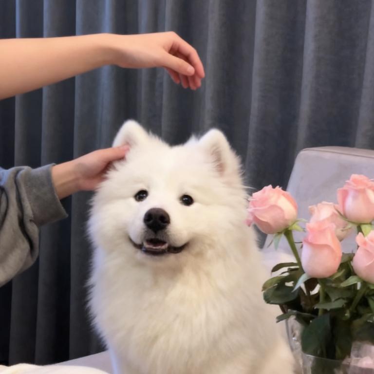 江苏海事萝卜学长（忍辱负重）