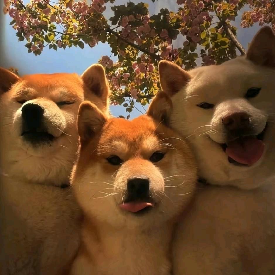慕思难忘