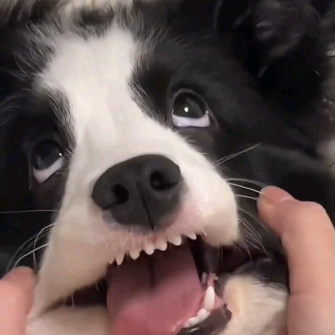 佳辰没有分er儿