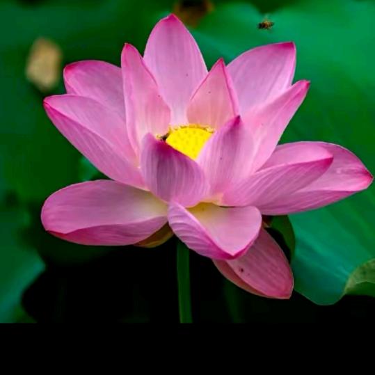 花开富贵、