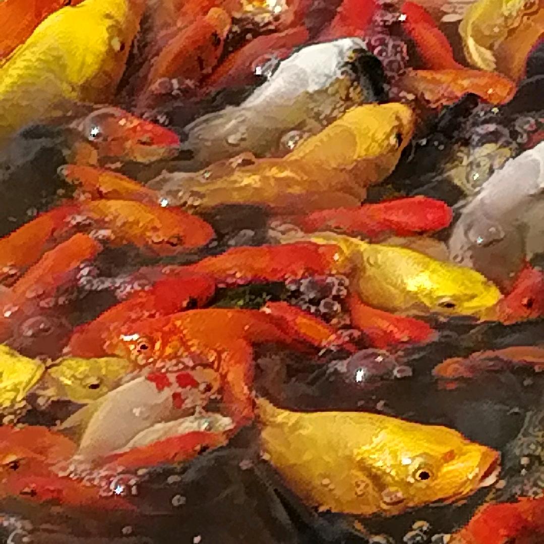 做人是金：川哥