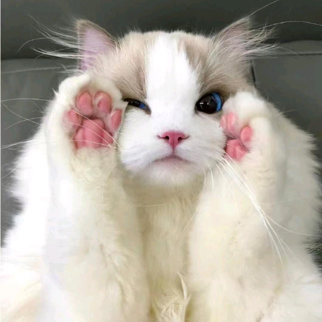 莒韵哒猫