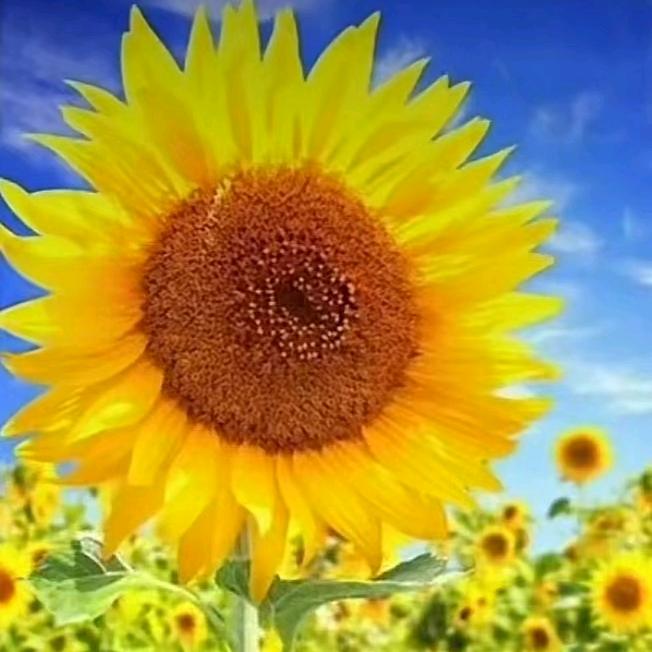 家有米勒和福宝