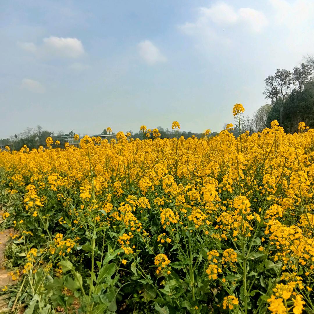 陕西（林之）下午八点直播