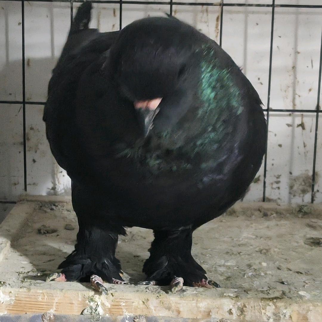 阜阳颍上！海鸽！兴鸽优质禽品小铺