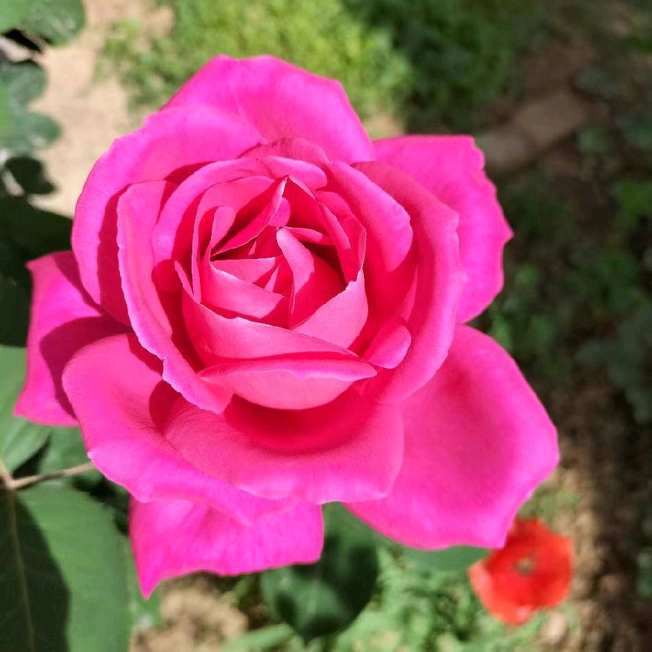 锦上添花