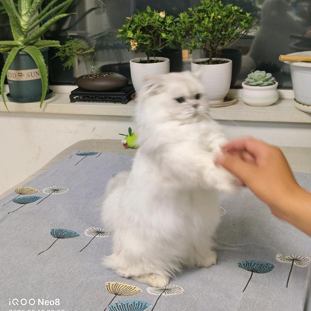 香菜拌饭🌿