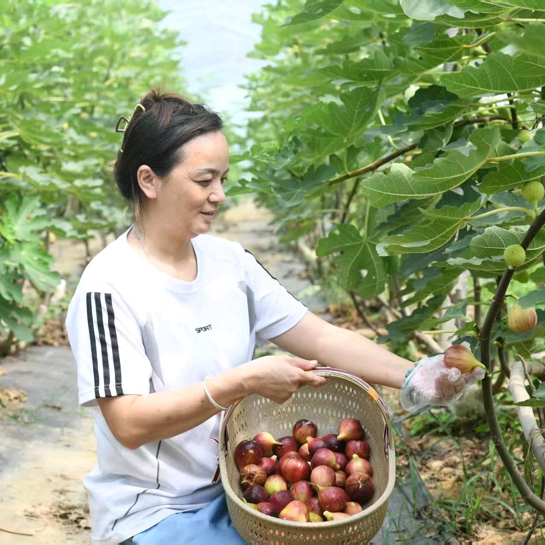 杨畈乡香园农场（无花果.莲蓬.八月瓜）