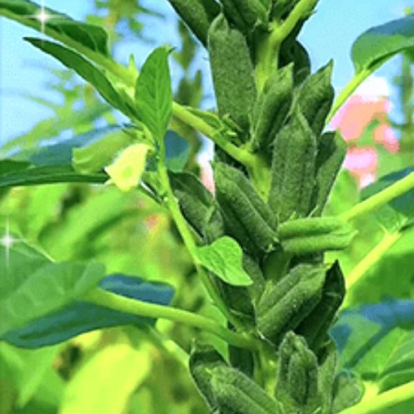 芝麻开花节节高