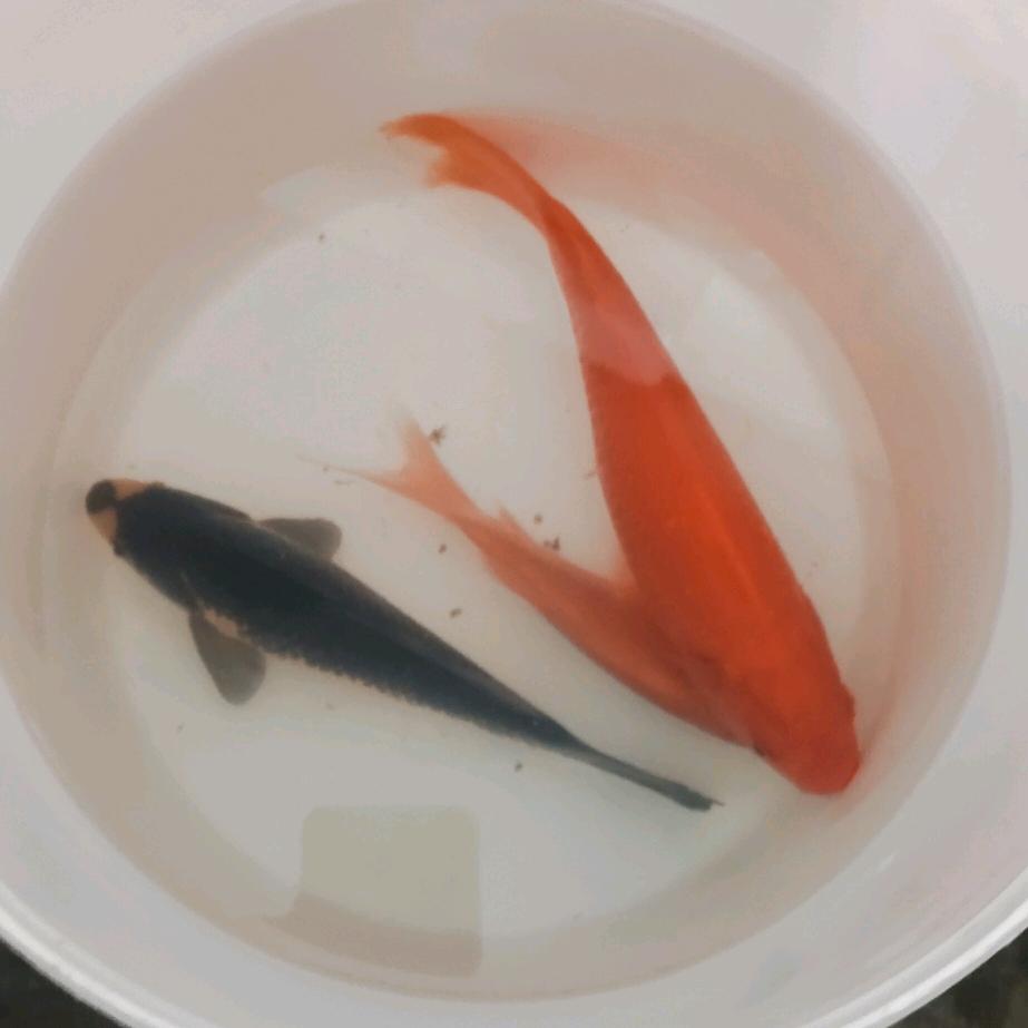龍
