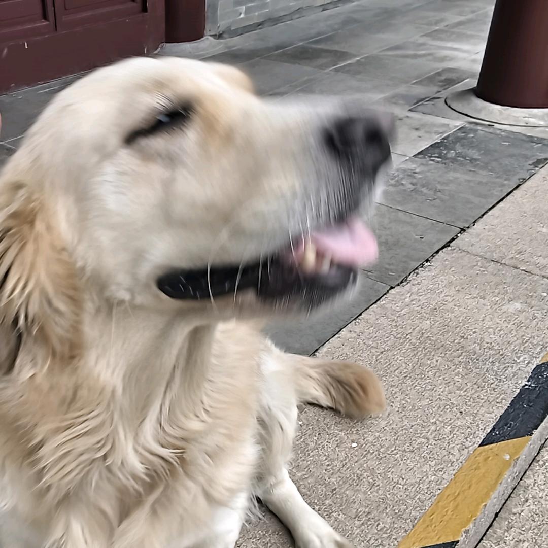 格桑花