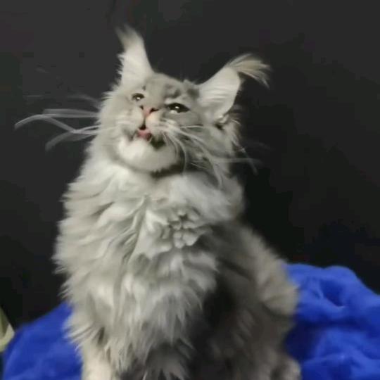 YL缅因猫舍