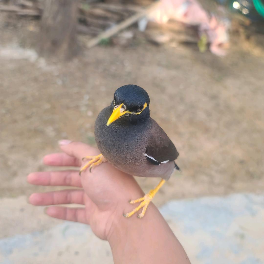 毛总