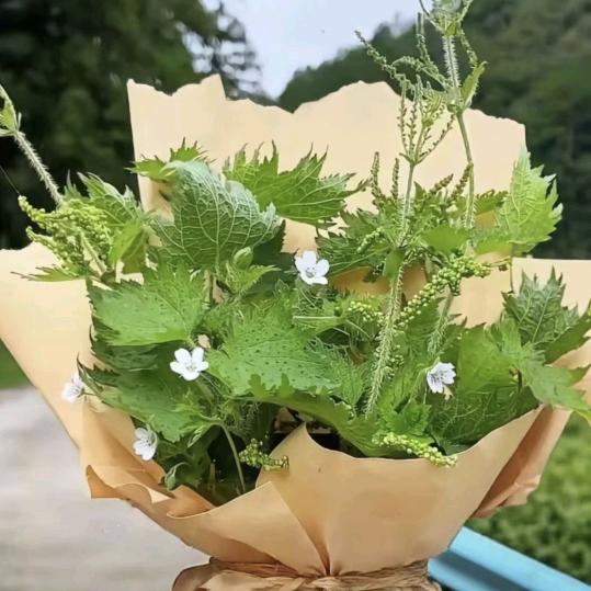 封心锁爱