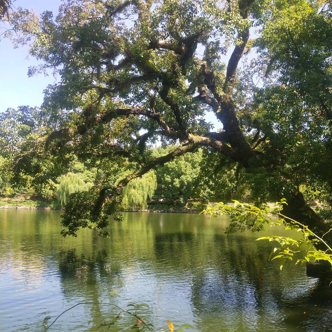 袁袁（不吃榴莲）