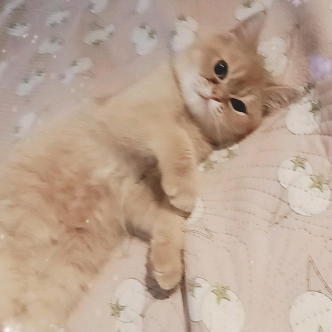 我家猫咪叫蛋黄