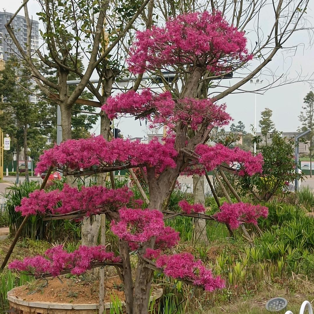 二哥