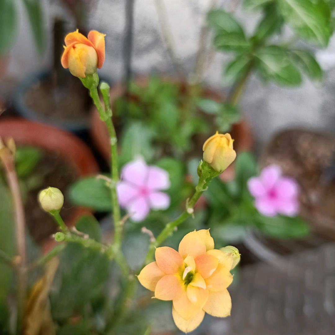 蕊蕊
