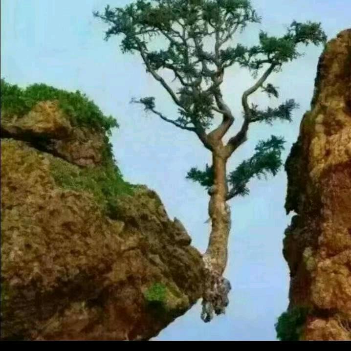 🌹不忘初心🌹